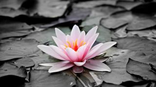 会社には恩があって抜け出せなかった。そんな時コレに出会った