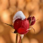 昼寝が人生にもたらす驚きの影響とは?時間は何分がベスト?